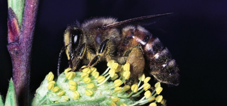 A Quarter of Known Bee Species Haven’t Been Seen Since 1990