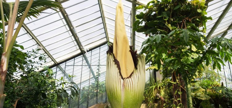 Can This Group Revive the Finicky Corpse Flower?