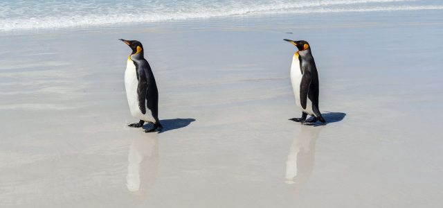 The Mystery of the World’s Loneliest Penguins