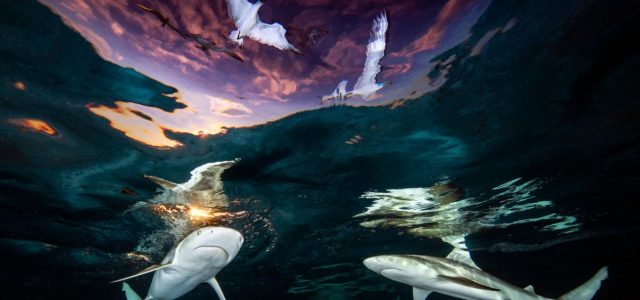 Sharks swimming at sunset help American win the Underwater Photographer of the Year award