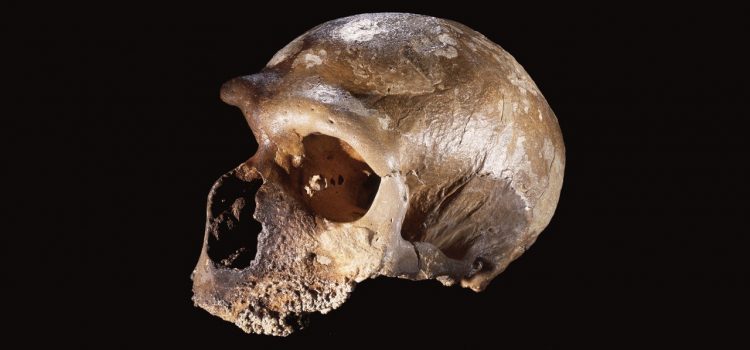 What Happens When You Swap a Human Gene With a Neanderthal’s?