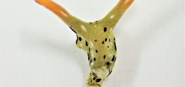 Hey, So These Sea Slugs Decapitate Themselves and Grow New Bodies