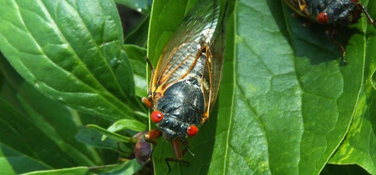 Billions of bugs: Meet the cicada chasers trailing Brood X