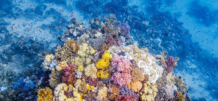 This Evolutionary Gift May Protect Coral From Climate Change