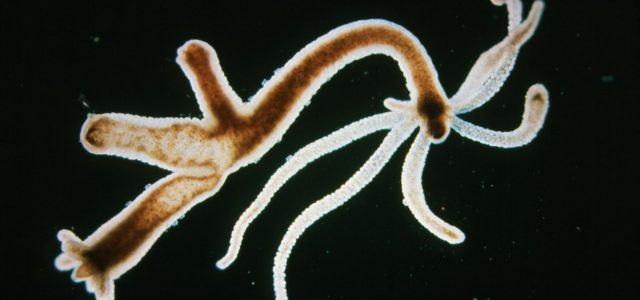Sleep Evolved Before Brains. Hydras Are Living Proof