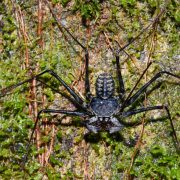 There’s a Great Whip Spider Boom. What Gives?