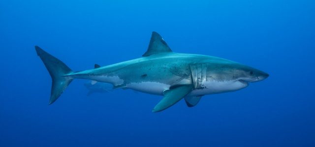 Sharks Use the Earth’s Magnetic Field Like a Compass