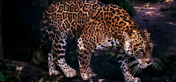How the Jaguar, King of the Forest, Might Save Its Ecosystem