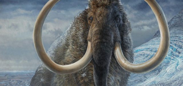 Scientists mapped a 17,000-year-old woolly mammoth’s sad fate