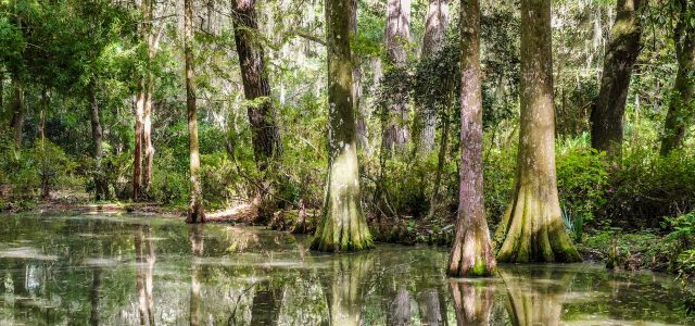 Tree Rings Show Modern Cyclones Are the Rainiest in Centuries