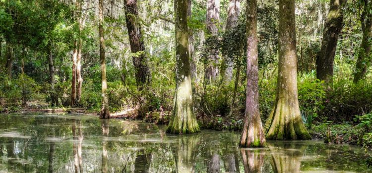 Tree Rings Show Modern Cyclones Are the Rainiest in Centuries