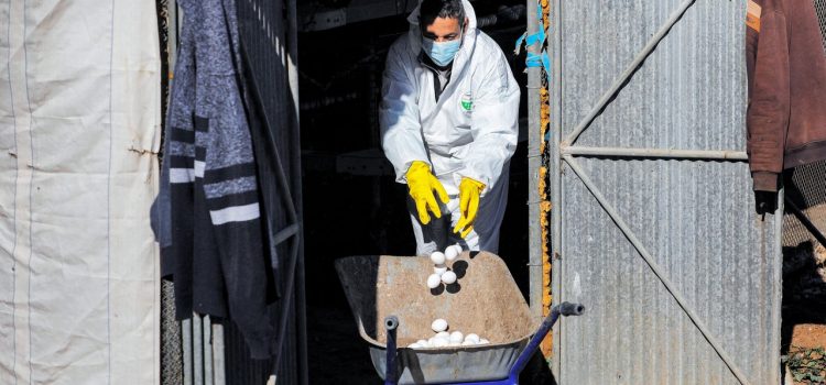 Bird Flu Is Back in the US. No One Knows What Comes Next