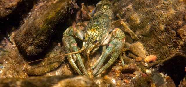 Got an Invasive Army of Crayfish Clones? Try Eating Them