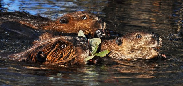 In Alaska, Beavers Are Engineering a New Tundra