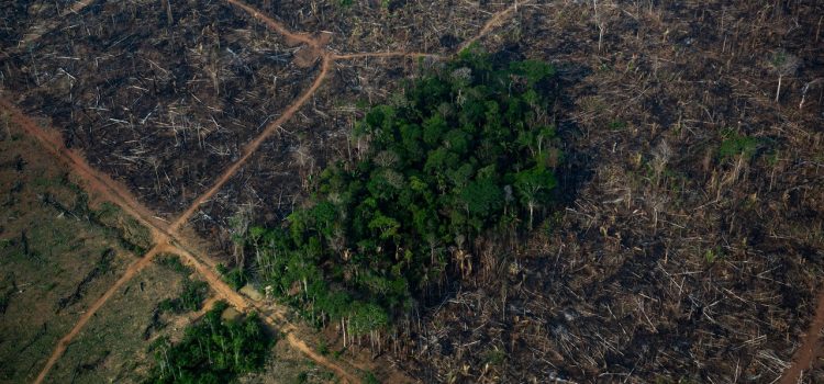 The Amazon Rainforest May Be Nearing a Point of No Return