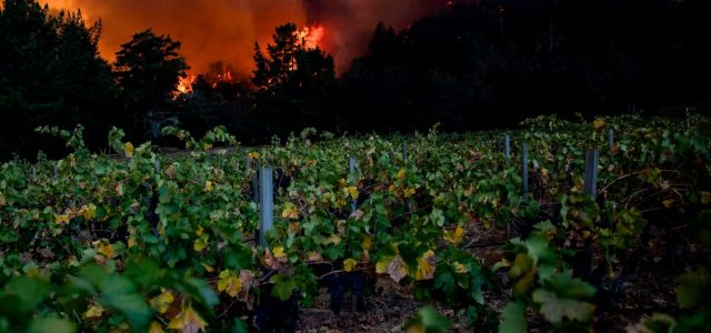 California Wine Ruined by Wildfires Leads Chemists to Analyze Grapes for Smoke