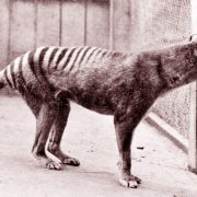 Scientists’ Ambitious New Plan to Resurrect the Extinct Tasmanian Tiger