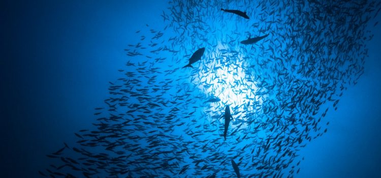 It’s Not Too Late to Stop Mass Extinction in the Ocean