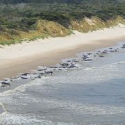 About 230 Whales Are Stranded Along Tasmania’s West Coast, Only Half Remain Alive