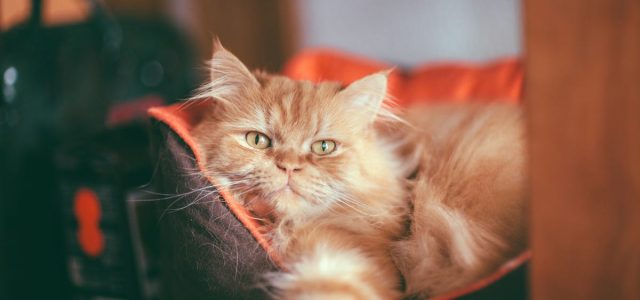 Veterinarian Reveals the Four Cat Breeds He’d Never Choose