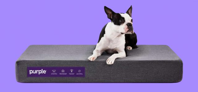 5 Best Dog Beds (2022): Indoor, Outdoor, Elevated