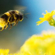 Scientists Prove Bumblebees Like to Play With Toys