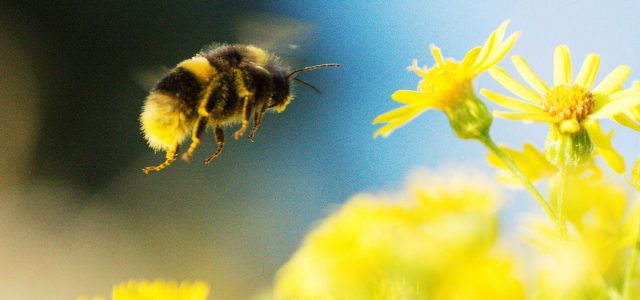 Scientists Prove Bumblebees Like to Play With Toys