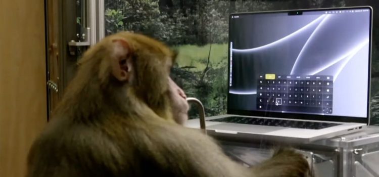 Neuralink Shows Sake the Monkey Typing With Its Brain Chip