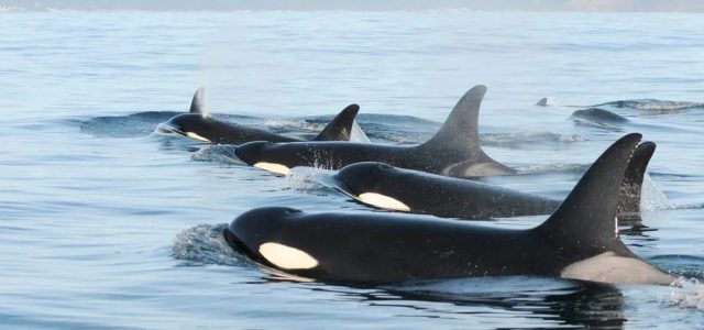 Toxic Toilet Paper Chemical Found in Endangered Killer Whales