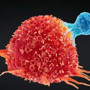 The Case of the Incredibly Long-Lived Mouse Cells