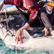 Scientists Invent Device That Sends Out Baby-Shark Birth Announcements