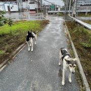 In the Shadow of Chernobyl, a Pack of Dogs Unlike Any Other Roams the Wasteland