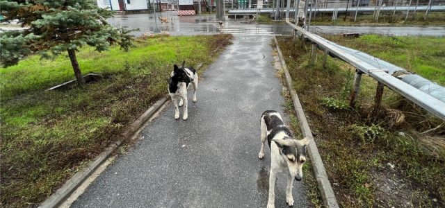 In the Shadow of Chernobyl, a Pack of Dogs Unlike Any Other Roams the Wasteland
