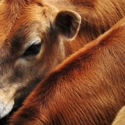 The Food System Is Awful for the Climate. It Doesn’t Have to Be