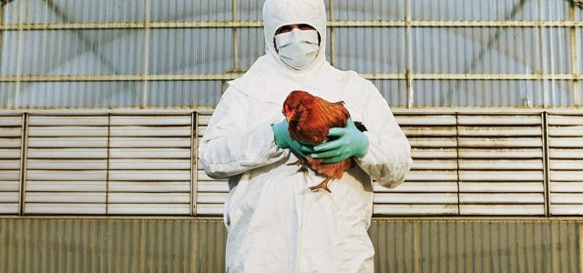 Bird Flu Threat: US Considers Vaccine for Birds, Report Says, but Public Risk Stays Low