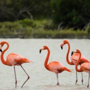 Scientists Find Flamingo Friend Groups Can Get Pretty Cliquey