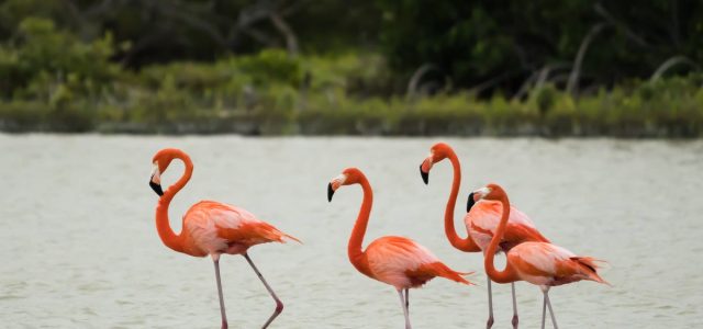 Scientists Find Flamingo Friend Groups Can Get Pretty Cliquey