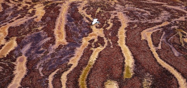 The Seaweed Blob Is Heading to a Beach Near You
| WIRED