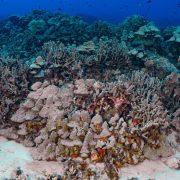 The Weird Way That Human Waste Is Killing Corals