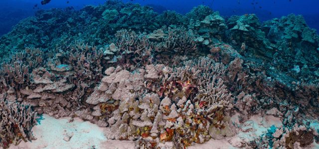 The Weird Way That Human Waste Is Killing Corals