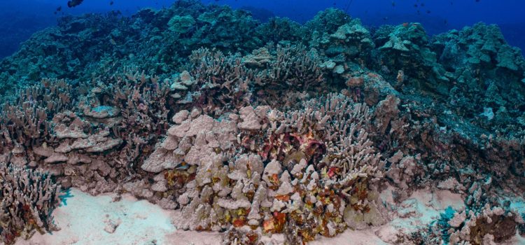 The Weird Way That Human Waste Is Killing Corals