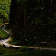 How a Firefly Course Is Saving Japan’s Favorite Glowing Insect