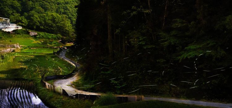 How a Firefly Course Is Saving Japan’s Favorite Glowing Insect