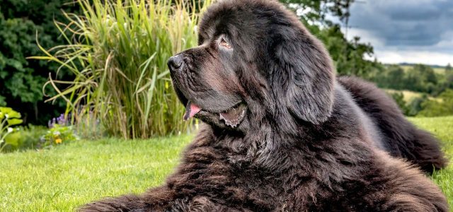 A Life-Extension Drug for Big Dogs Is Getting Closer to Reality