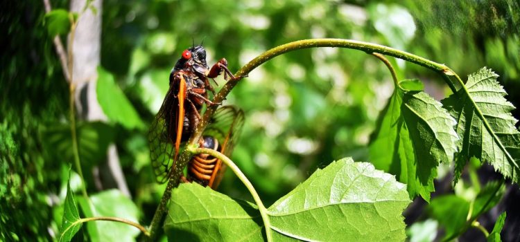 Cicadas Are So Loud, Fiber Optic Cables Can ‘Hear’ Them