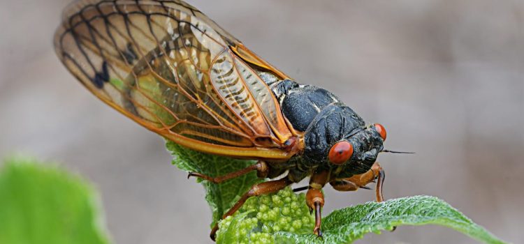 Cicadas Are Coming: Here’s What We Know About Brood XIX and Brood XIII