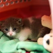 The US Is About to Drown in a Sea of Kittens