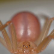 Recluse Spider Season Is a Myth