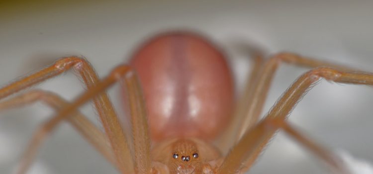 Recluse Spider Season Is a Myth