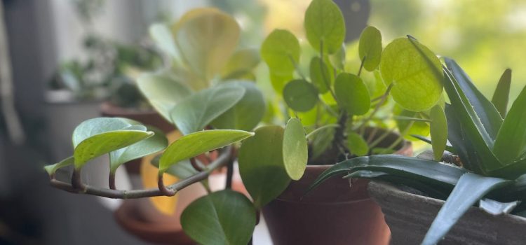 Have Trouble Keeping Plants Alive? These 9 Species Are Impossible to Kill